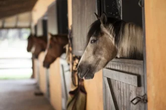 Stable Supplies