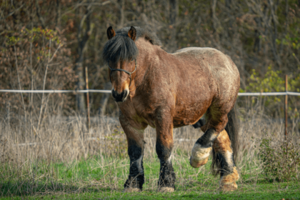 brabant horse