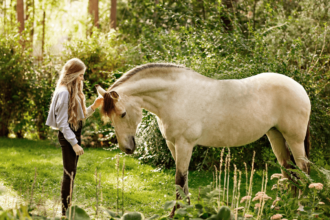 Lusitano Horse