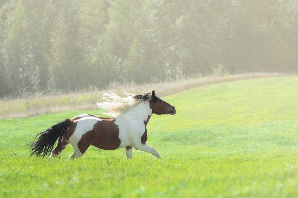 Tobiano Horse