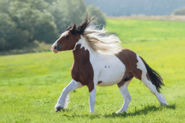 Tobiano Horse